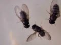 Evolution - From Butterflies To Humans 2of6 Developmental Physiology