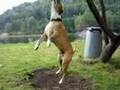 American Staffordshire Terrier in action