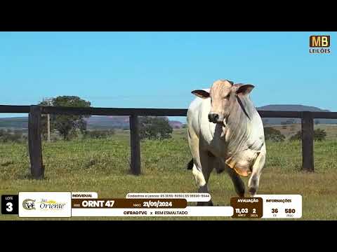 1� LEIL�O PRODU��O FAZENDA ORIENTE