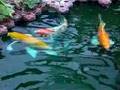 錦鯉 koi aquaculture goldfish 锦鲤 鱼菜共生 水の中の庭園