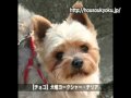 【ヨークシャー･テリア動画20家族】ＩＴＶペット動画放送