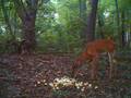 Scoutguard 11 point