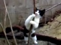 Kicia tanczy na rurze