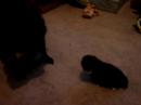 Dimey and my new kitten