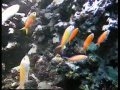 Peach fairy basslet tank / Sichel-Fahnenbarsch @ a Zoo Aquarium [1/1]