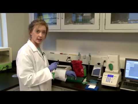 how to properly test iq