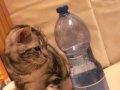 Luca Looking at A Sparking Water