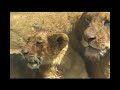 Lady Lion Licks Little Lion Lovingly