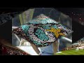 soprano et l'om
