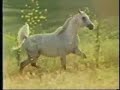 arabian horses arabian horses