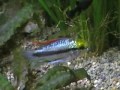Apistogramma Trifasciata male