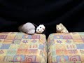 The Moronic Puppet Show At the resteraunt Part 1