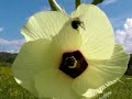 Okra: The Cradle To Grave Story In 36 Seconds