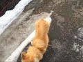 Leash training
