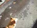 Leash training