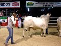 Gran Campeonato Nelore Macho EXPOGAN 2007