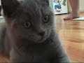 Nancy the cat