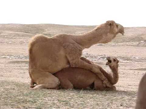سكس مع الحيونات