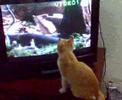 jimmy jr VARSUS animal planet