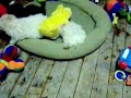 Maltipoo Puppies Playing 1 Maltipoo Puppies Playing 1