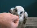 Lanner Falcon Chick at Yarak
