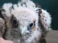 Lanner Falcon Chick at Yarak