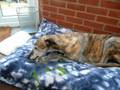 Greyhound