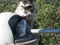 Raccoon on Mount Diablo