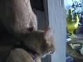 Ladder Climbing Cat Named Cash