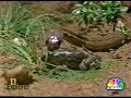 Baby Cobra Eating Baby Frog Baby Cobra Eating Baby Frog