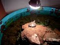 Red Eared Slider basking entering water