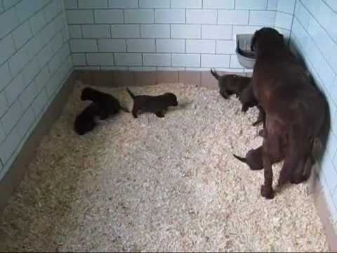 Denizes Labradors: Latest Chocolate Labrador Puppies for Sale