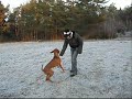 DogDancing vizsla Ruby DogDancing vizsla Ruby