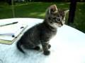 Smiles the Kitten Meowing on a Table