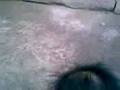 videos de zaim4.3gp