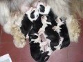 Un Angel Barbudo - Bearded Collie - Camada D