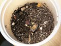 P. biguttata vs. B. dubia I P. biguttata vs. B. dubia I