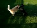 Bauer vs. Molly 2
