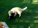 Bauer vs. Molly 2