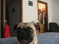 Evil pug