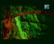 Didulya-Arabica