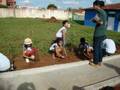 Arborização NTE Nova Andradina