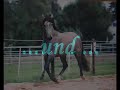 Reitsport
