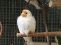 Darrrrek - Breeding Carduelis Major birds