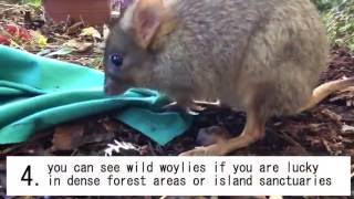 Woylies: captive breeding program