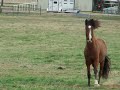 Running up the pasture.