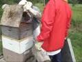 videos de Honey Harvest. Part - 1