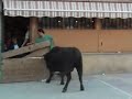 Toro rompe vallado en marcilla