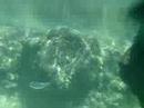 More Snorkeling at Xel-ha