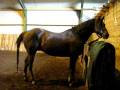 videos de iron 16november 2008 006.AVI
